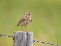 Skylark.jpg Skylark.jpg