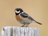 Stonechat.jpg Stonechat.jpg