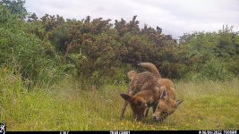 Fox cub Mapplewell 06-06-22 (1 of 1).jpg