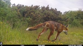 Fox cub Mapplewell 07-06-22 (1 of 1).jpg