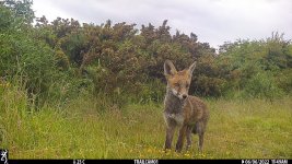 Fox cub Mapplewell 06-06-22 2 (1 of 1).jpg