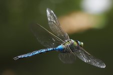 P6254916-1k5.jpg P6254916-1k5.jpg