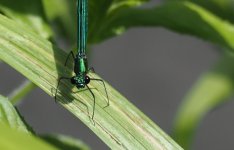 P6265438-1k5.jpg P6265438-1k5.jpg