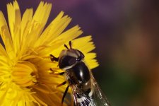 P6254590-1k5.jpg P6254590-1k5.jpg