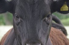 cow_307328_s.jpg