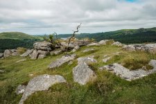 007 Down Tor Dead Tree 01-8081 PS Adj.JPG