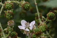 Raspberries and flower GM5 _1050792.JPG