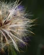 P7026011-1k5.jpg P7026011-1k5.jpg