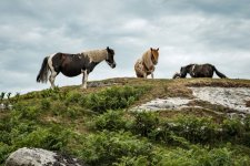 003 Feather Tor Ponies 02-8151 PS Adj.JPG