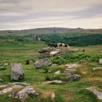 003 Feather Tor Ponies 02-82530004 PS Adj.JPG