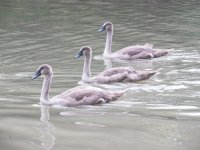 Cygnets.jpg