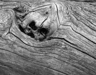 2022-7-21 Studley Royal trees, 124G, FP4, EI125, HC110 Dil B, 004.jpg