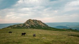 006 Leather Tor Ponies 01-8221 PS Adj.JPG