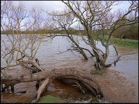 Flooding at Clyst St Mary Bridge P1220499.jpg