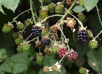 Raspberries GM5 _1050791.jpg Raspberries GM5 _1050791.jpg