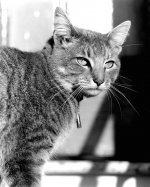 Perdita Rolleiflex.jpg