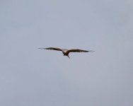 Pixel same.jpg Pixel same.jpg