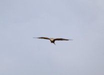 Pixwl up.jpg Pixwl up.jpg