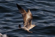 SeagullP7193777-1k5.jpg SeagullP7193777-1k5.jpg