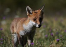 DSC03274-edit in Windows.jpg