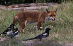 IMGL4121-edit windows.jpg