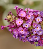 Buddleia.jpg