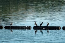 001 Cormorants on Burrator Reservoir 01-6321 PS Adj.JPG