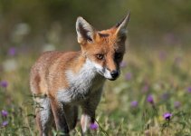 DSC03274-edit in Windows.jpg