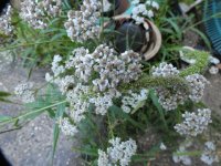 FZ82 3.JPG FZ82 3.JPG