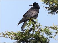 Crow Clyst St Mary PSZ IMG_0056.JPG Crow Clyst St Mary PSZ IMG_0056.JPG