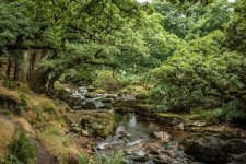 002 Trees along River Plym 02-8518 PS Adj.JPG