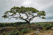 039 Tree on Wigford Down Newtake 01-8574 PS Adj.JPG