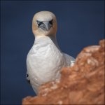 Week 33 - Square.JPG Week 33 - Square.JPG