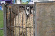 chipping-1.jpg chipping-1.jpg