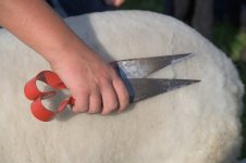 chipping-14.jpg chipping-14.jpg