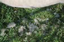 chipping-15.jpg chipping-15.jpg