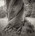 2022-7-21 Studley Royal trees, 124G, FP4, EI125, HC110 Dil B, 012.jpg 2022-7-21 Studley Royal trees, 124G, FP4, EI125, HC110 Dil B, 012.jpg