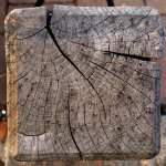 P8309998-1k.jpg P8309998-1k.jpg