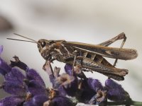 P8279148-Cr.jpg P8279148-Cr.jpg