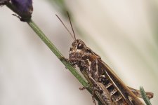 P8279133-1k5.jpg P8279133-1k5.jpg