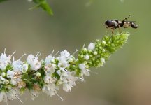 P8279211-1k.jpg P8279211-1k.jpg