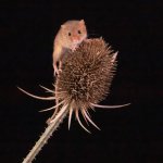 2022-08-26 1086-Denoise.JPG