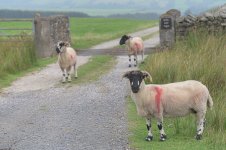 _78O4197.jpg _78O4197.jpg