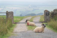 _78O4215.jpg _78O4215.jpg