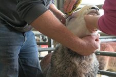 _78O4005.jpg _78O4005.jpg