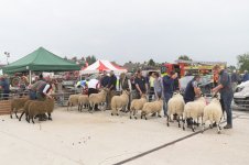 _78O4128.jpg _78O4128.jpg