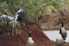 WkP9030698-1k.jpg WkP9030698-1k.jpg