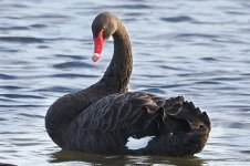 WkP9041166-1k.jpg WkP9041166-1k.jpg