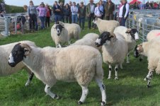 _78O4406.jpg _78O4406.jpg