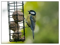 Blue Tit 2 (small).jpg